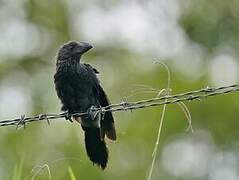 Smooth-billed Ani