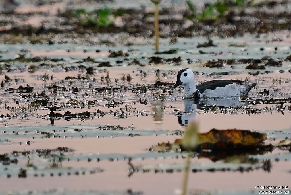 Cotton Pygmy Goose male adult