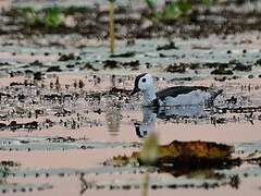 Cotton Pygmy Goose