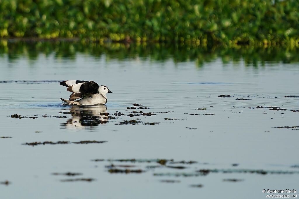 Cotton Pygmy Goose