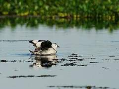 Cotton Pygmy Goose