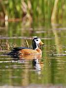 African Pygmy Goose