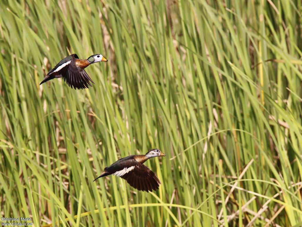 African Pygmy Gooseadult, Flight