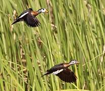 African Pygmy Goose