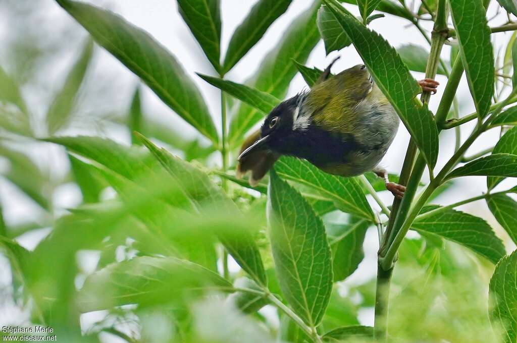 Apalis à face noireadulte, habitat, pigmentation