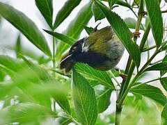 Apalis à face noire