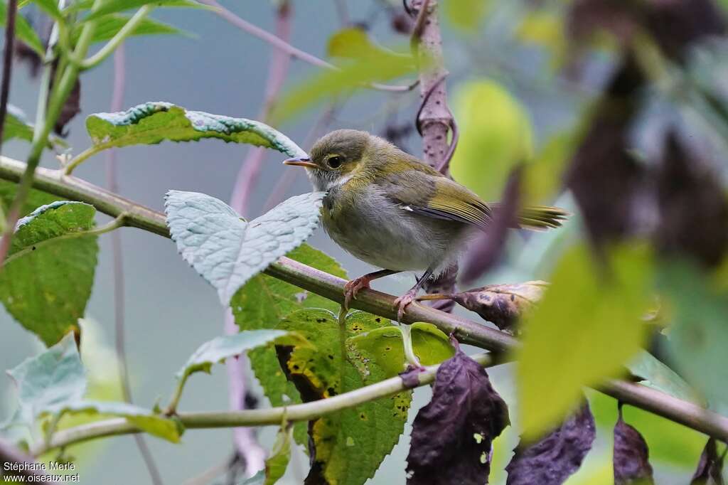 Mountain Masked Apalisjuvenile, identification