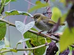 Mountain Masked Apalis