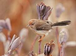 Red-fronted Prinia