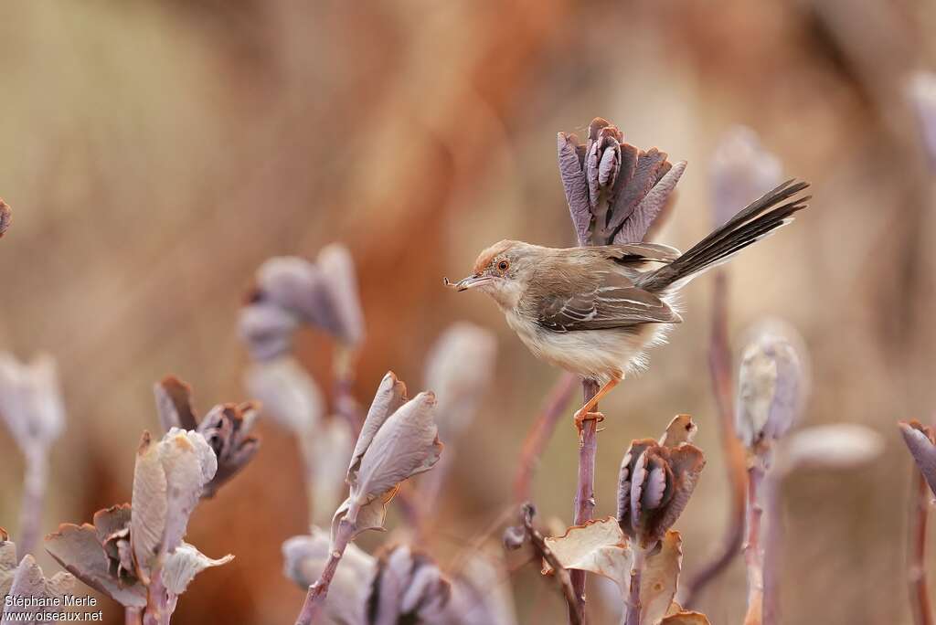 Red-fronted Priniaadult