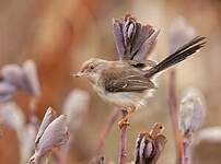 Apalis à front roux