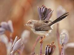 Red-fronted Prinia