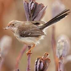 Apalis à front roux