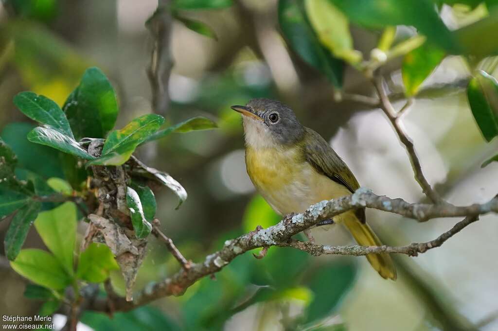 Apalis à gorge jauneadulte