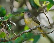 Apalis à gorge jaune