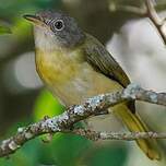 Apalis à gorge jaune