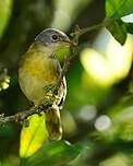 Apalis à gorge jaune