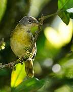 Yellow-breasted Apalis