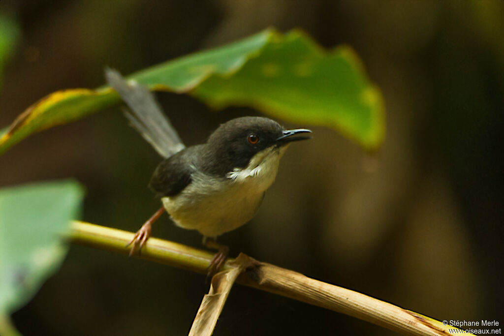 Black-headed Apalisadult