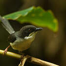 Apalis à tête noire