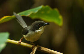 Apalis à tête noire