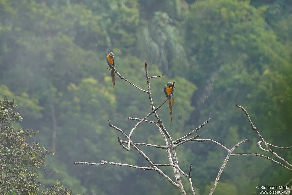 Blue-and-yellow Macawadult