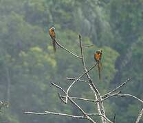 Blue-and-yellow Macaw