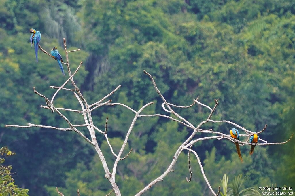 Blue-and-yellow Macawadult