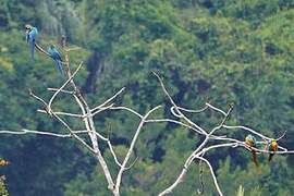 Blue-and-yellow Macaw