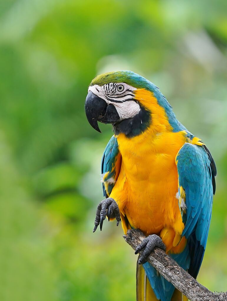 Blue-and-yellow Macaw