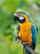 Blue-and-yellow Macaw