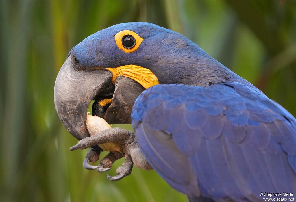 Hyacinth Macaw