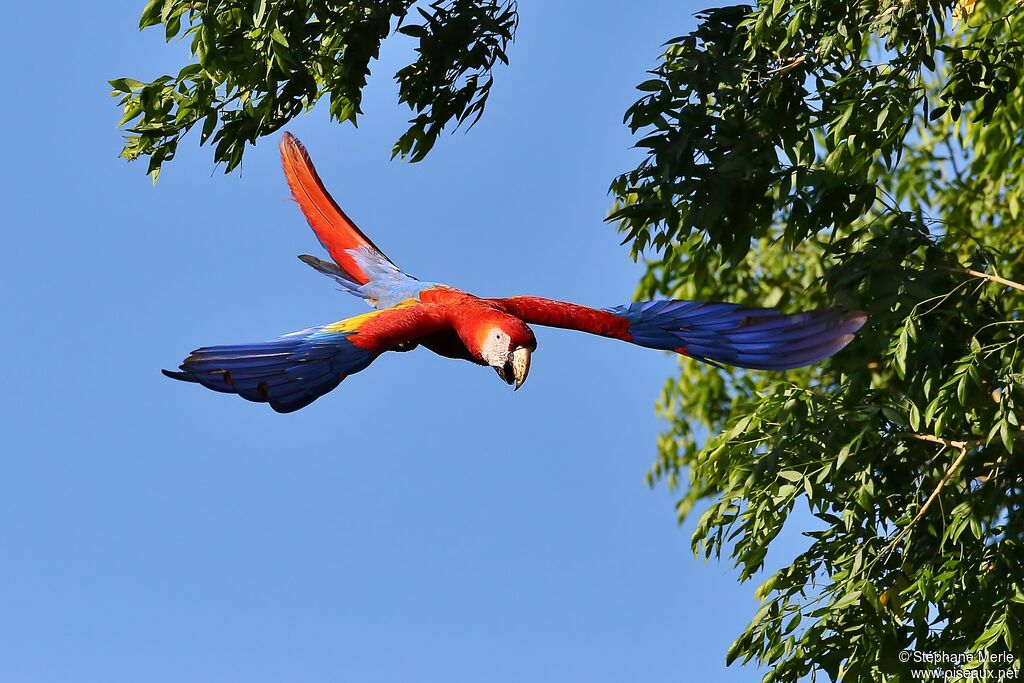 Scarlet Macawadult