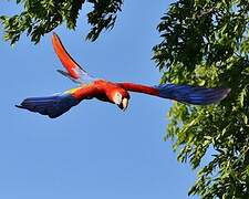 Scarlet Macaw