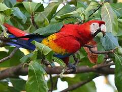 Scarlet Macaw