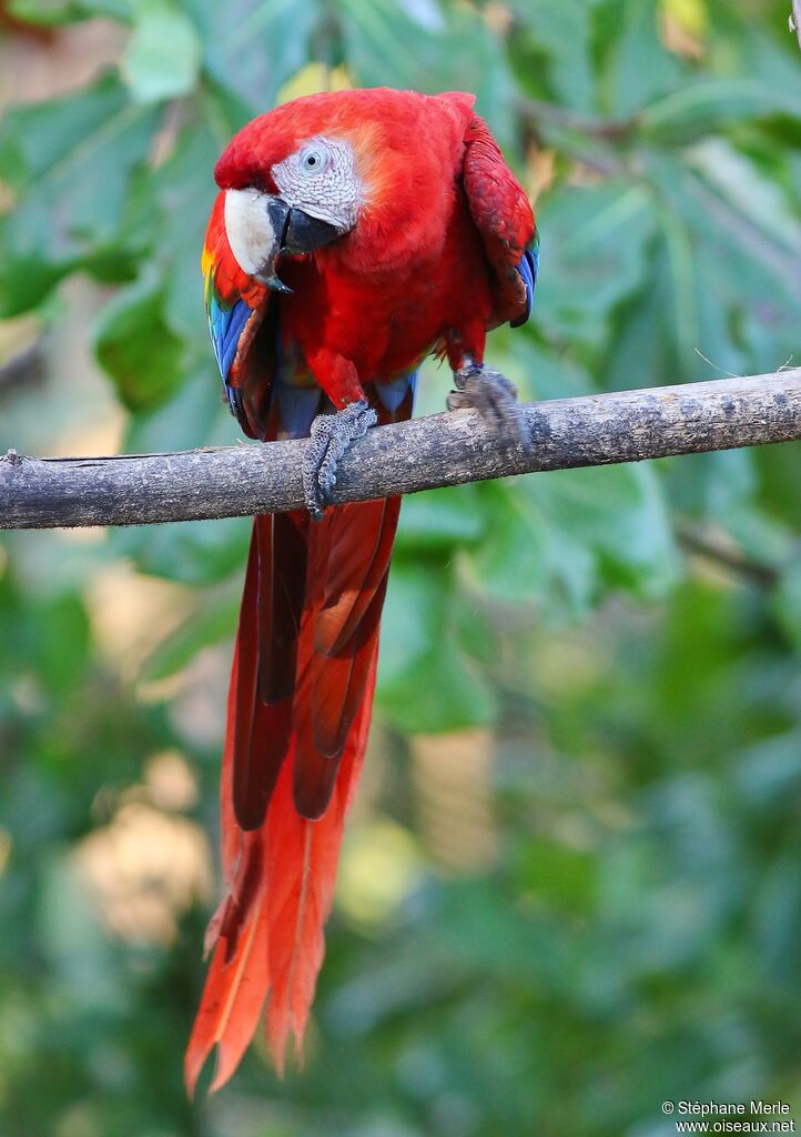 Scarlet Macawadult