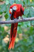 Scarlet Macaw