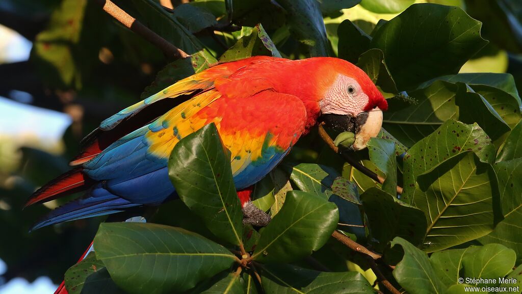 Scarlet Macaw