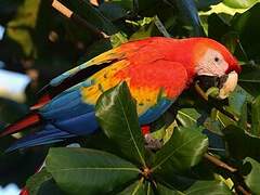 Scarlet Macaw