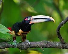 Pale-mandibled Aracari