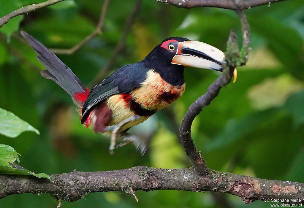 Pale-mandibled Aracari