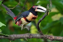 Pale-mandibled Aracari