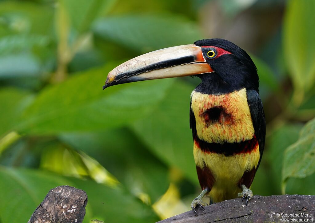 Pale-mandibled Aracariadult