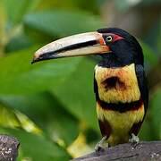 Pale-mandibled Aracari