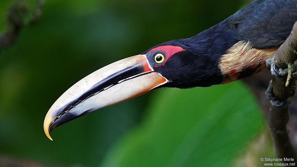 Pale-mandibled Aracari