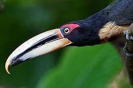 Pale-mandibled Aracari