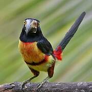 Collared Aracari