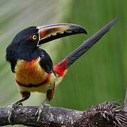 Collared Aracari