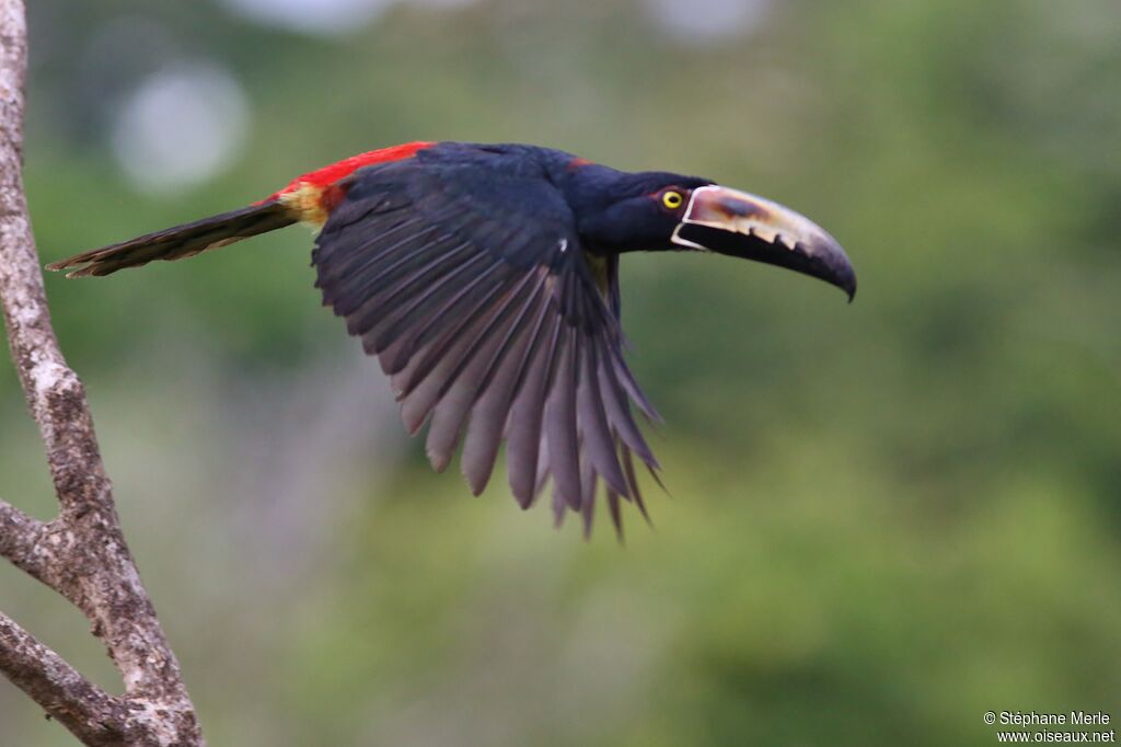 Collared Aracari