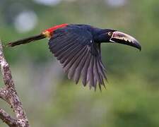 Collared Aracari